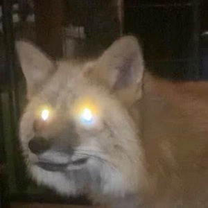 Meet your Posher, Joshua